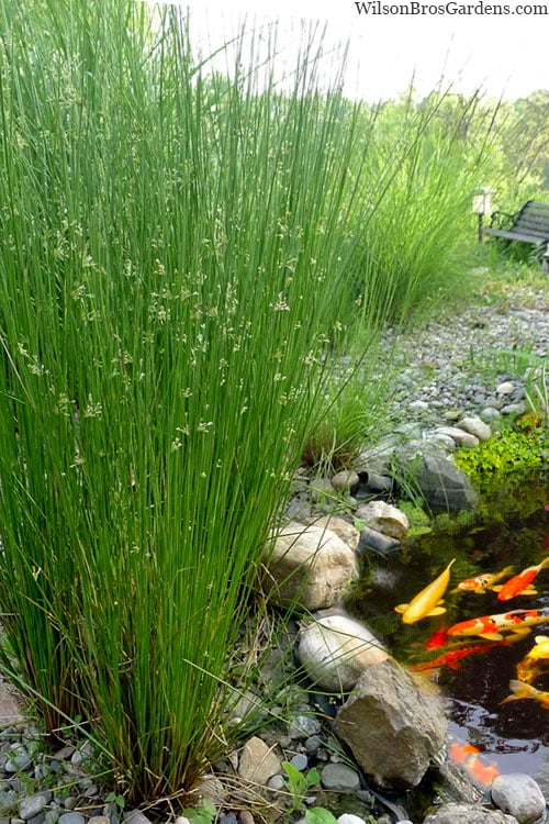 Juncus effusus P9