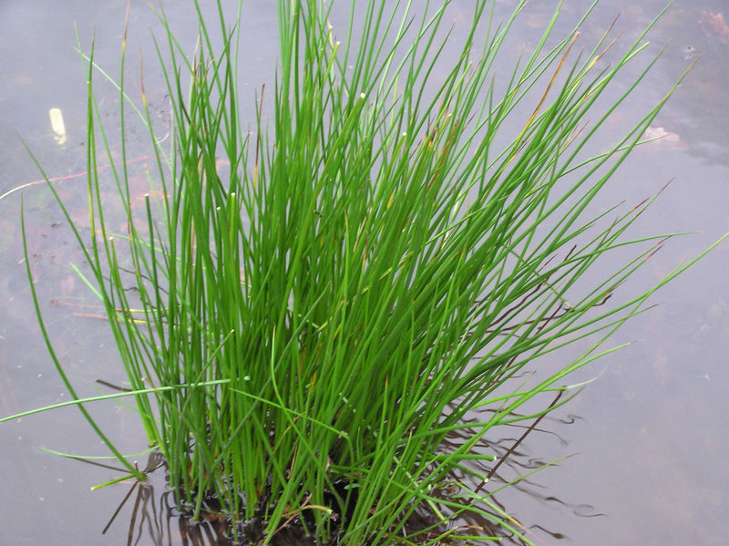 Juncus effusus P9