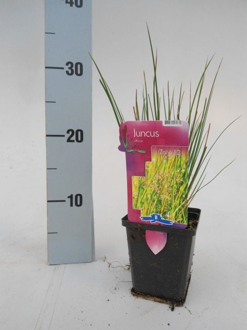 Juncus effusus P9