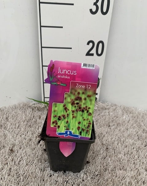 Juncus ensifolius P9
