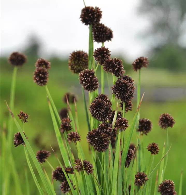 Juncus ensifolius P9