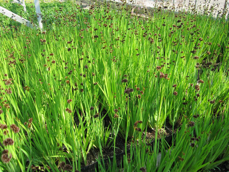Juncus ensifolius P9