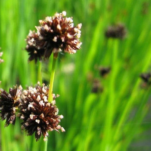 Juncus ensifolius P9