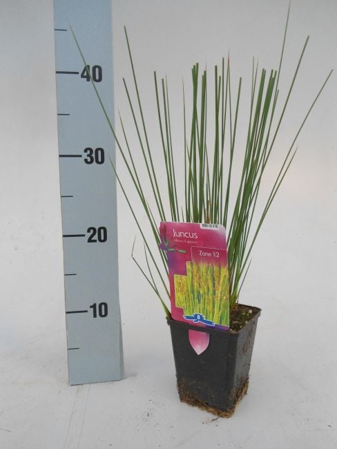 Juncus inflexus P9