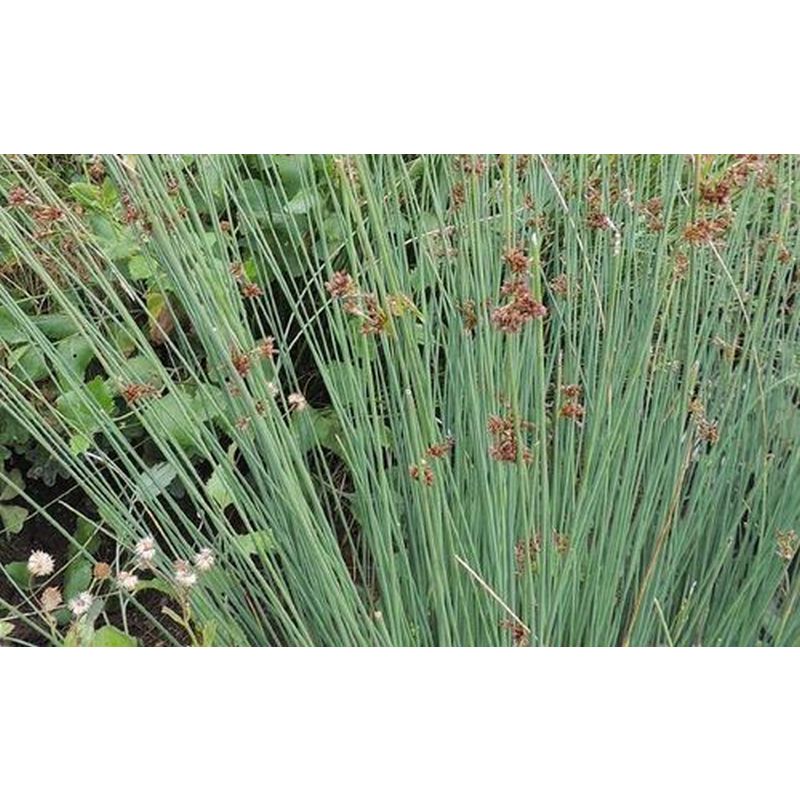 Juncus inflexus P9