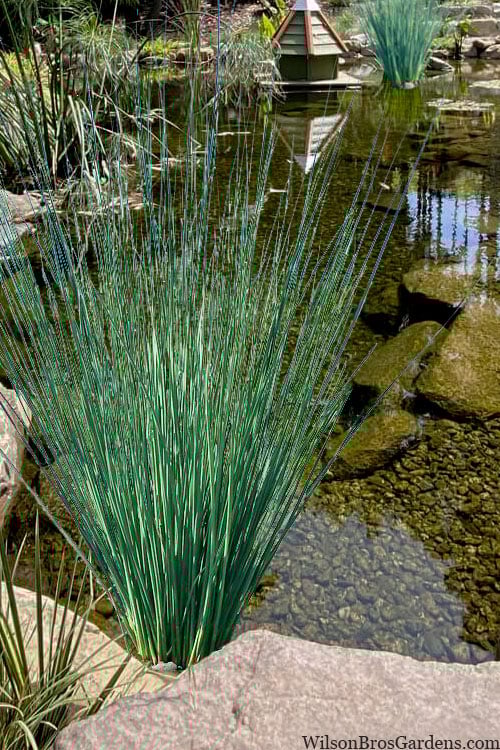 Juncus inflexus P9