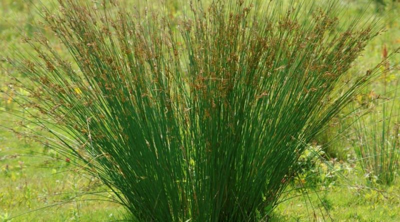 Juncus inflexus P9