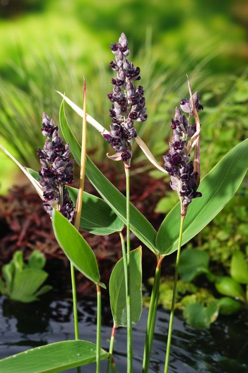 Thalia dealbata / P9