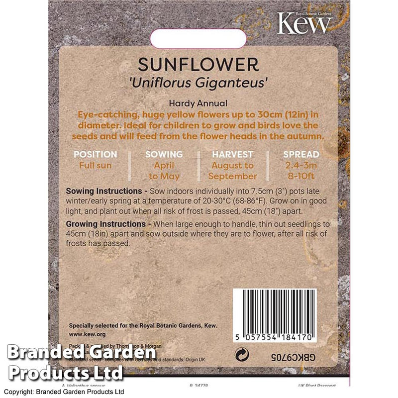 Sunflower 'Russian Giant' - Kew Flowerhouse Seed Collection
