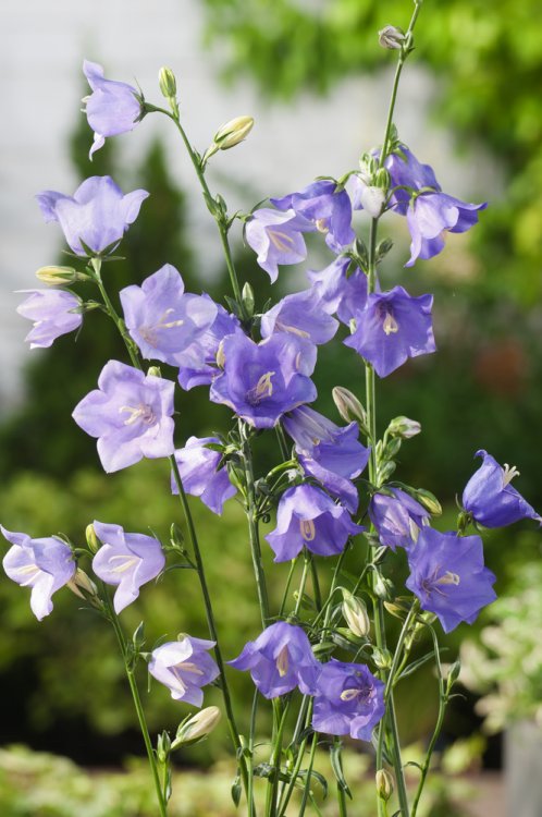 Campanula pers. Coerulea