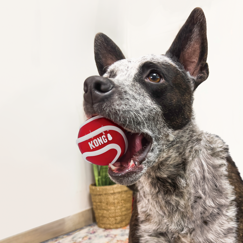 KONG Signature Balls 3pk Assorted Large