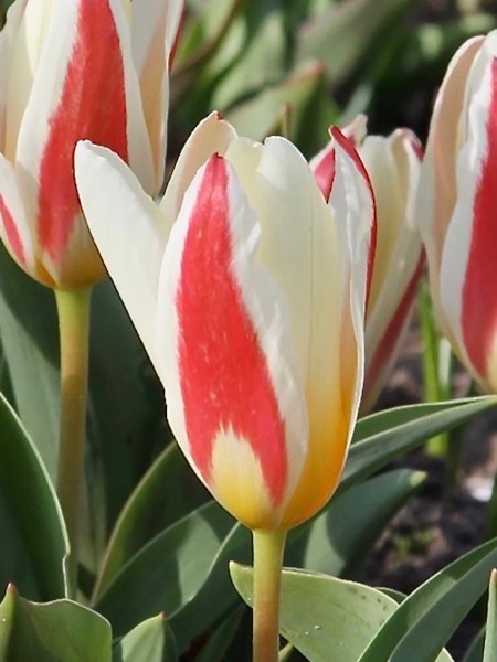 Tulip 'The First' (9 Pack)