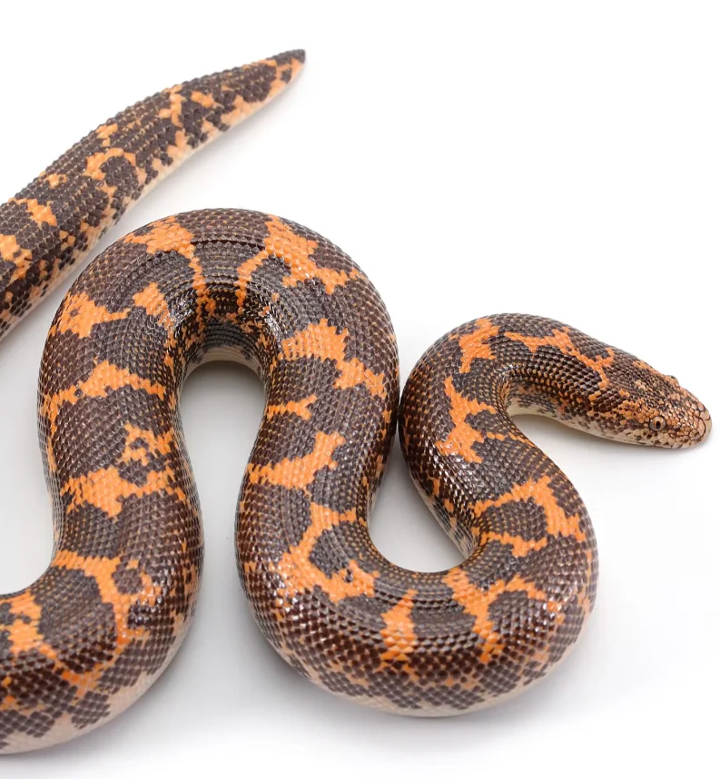 Kenyan Sand Boa
