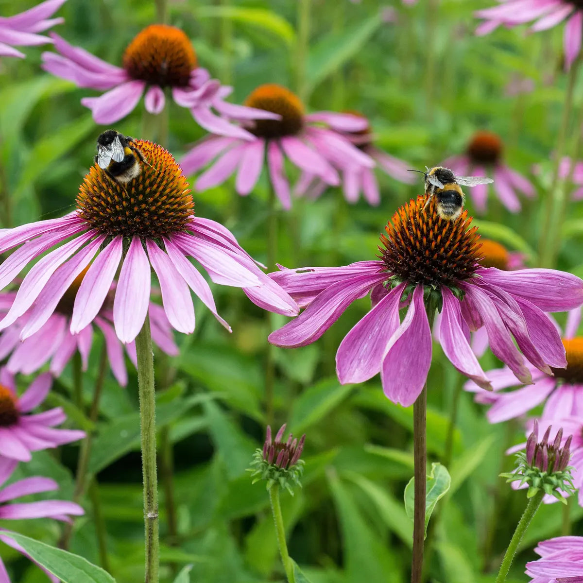 Kew Pollinator Seed Collection