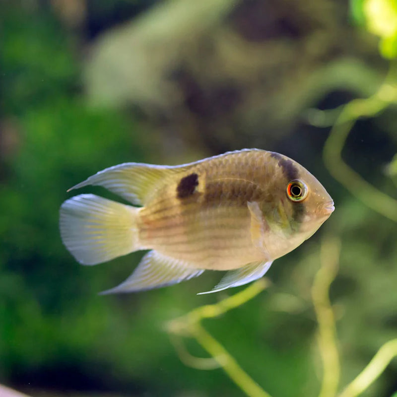 Keyhole cichlid Small -Medium