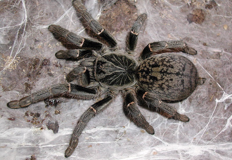 Kilimanjaro Mustard Baboon Tarantula (Pterinochilus murinus “Kilimanjaro Mustard”)
