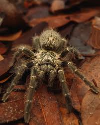 Kilimanjaro Mustard Baboon Tarantula (Pterinochilus murinus “Kilimanjaro Mustard”)