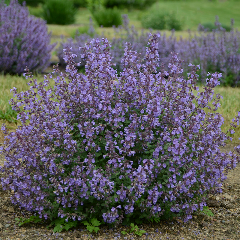 Nepeta Faassenii 'Purrsian Blue'