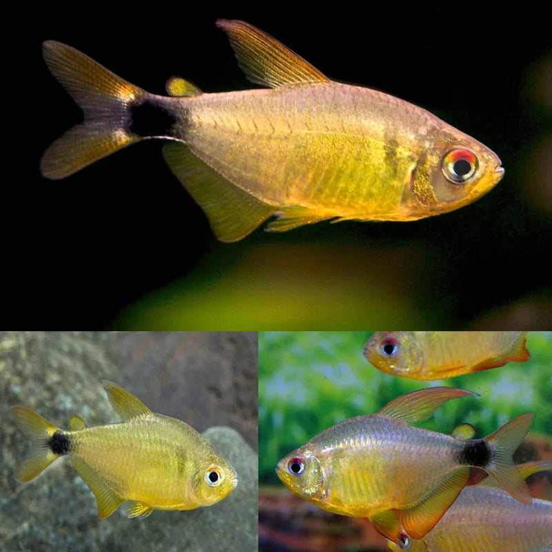 Kitty Tetra M