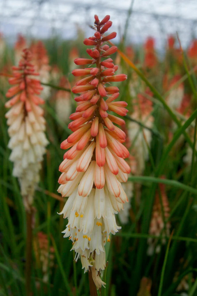 Kniphofia Orange Vanilla Popsicle  2 Litre