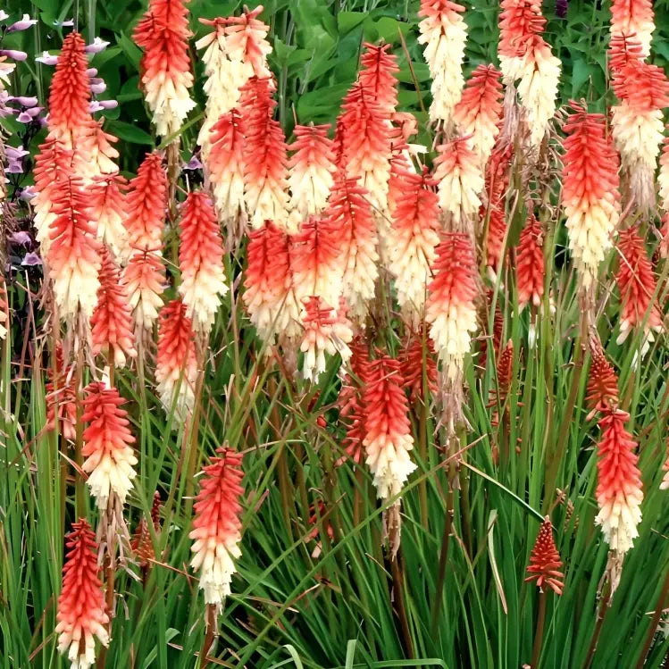 Kniphofia Orange Vanilla Popsicle  2 Litre
