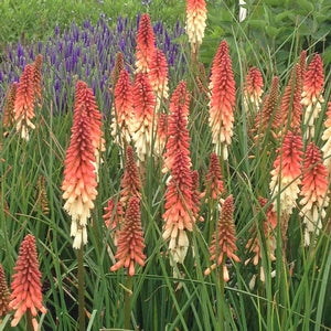 Kniphofia Orange Vanilla Popsicle  2 Litre