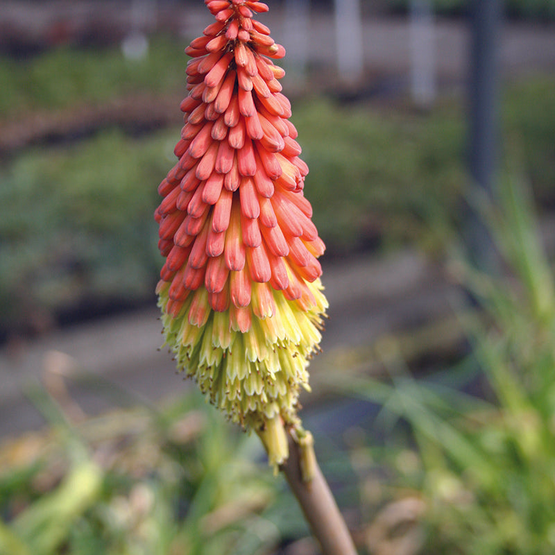 Kniphofia 'Royal Castle' 3 Litre