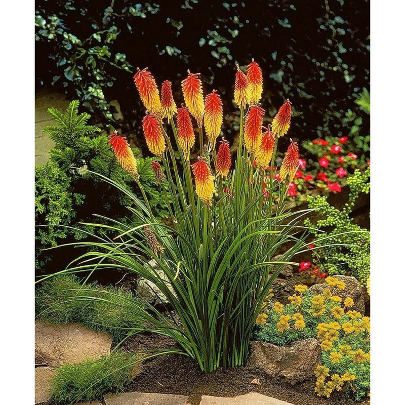 Kniphofia 'Royal Castle' 3 Litre