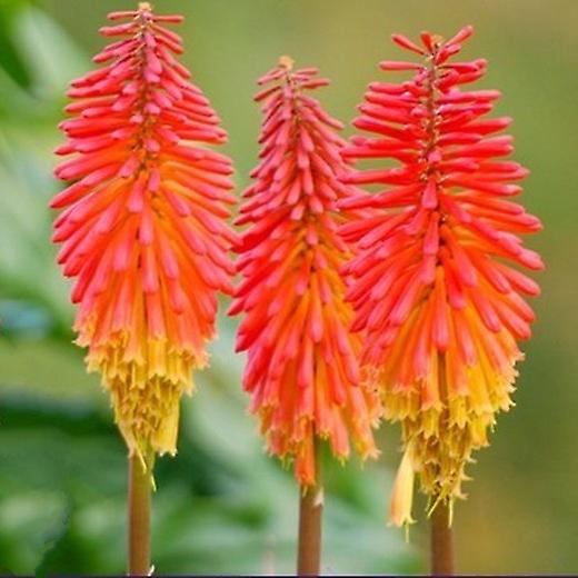 Kniphofia 'Royal Castle' 3 Litre