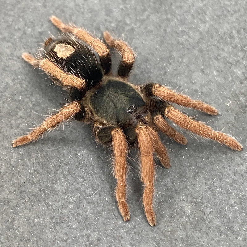 Dwarf Pink Leg Tarantula | Kochiana brunnipes s
