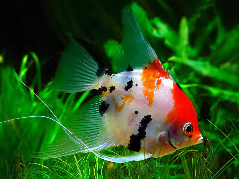 Koi Full Orange Angelfish | Pterophyllum Scalare 3-3.5cm