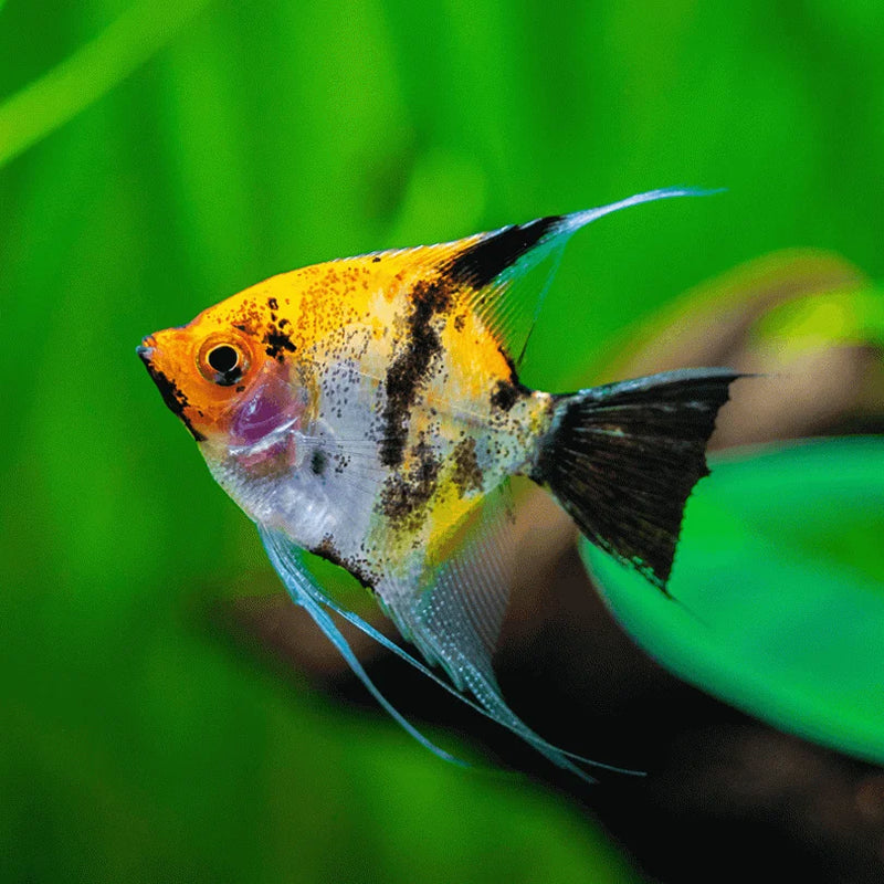 Koi Full Orange Angelfish | Pterophyllum Scalare 3-3.5cm