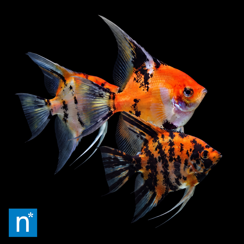 Koi Full Orange Angelfish | Pterophyllum scalare