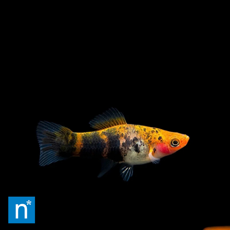 Koi Sanke Swordtail | Xiphophorus hellerii