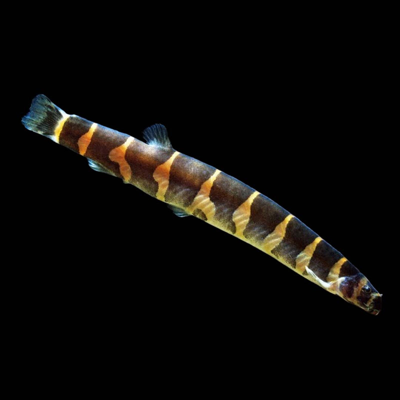 Kuhli Loach Large