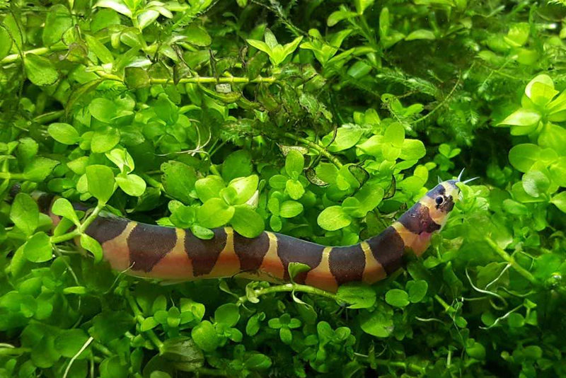 Kuhli Loach Large