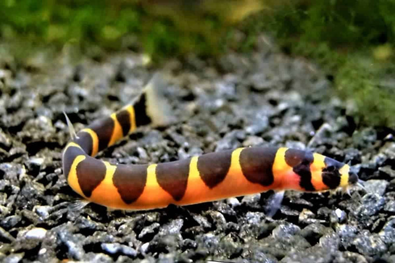 Kuhli Loach Large