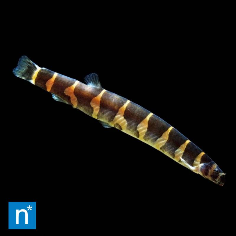 Kuhli Loach | Pangio kuhlii