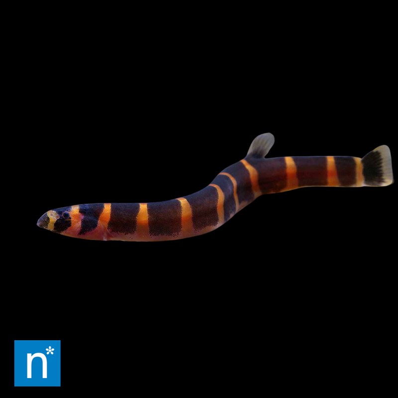 Kuhli Loach | Pangio kuhlii