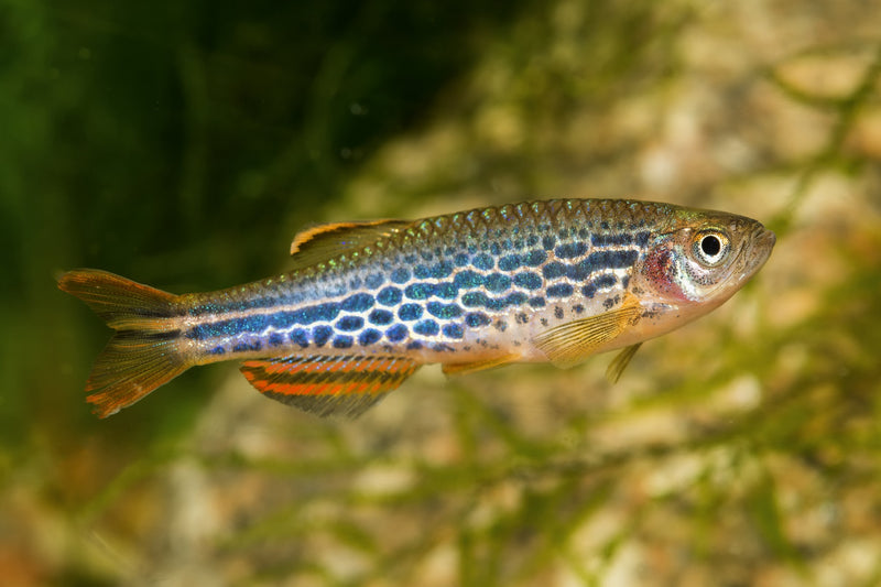 Orange Fin Kyathit Danio (Lg) — Newlands Garden Centre