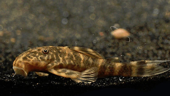 Clown Pleco | Plecostomus Clown L104 (ML)