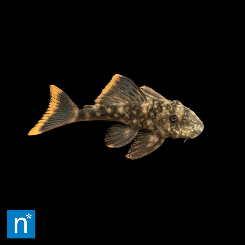L106 Spotted Orange Seam Pleco | Hemiancistrus guahiborum (4–6cm)