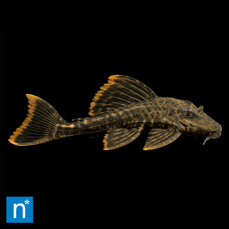 L106 Spotted Orange Seam Pleco | Hemiancistrus guahiborum (4–6cm)