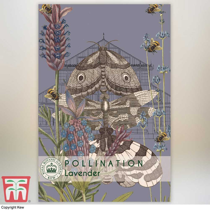 Lavender 'Munstead' - Kew Pollination Seed