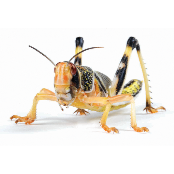 Locust Adult (50-60mm)