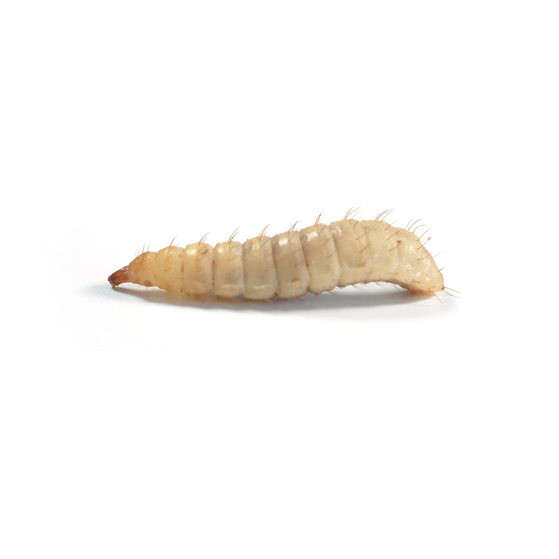 Calci Worms 10mm 25g Pot