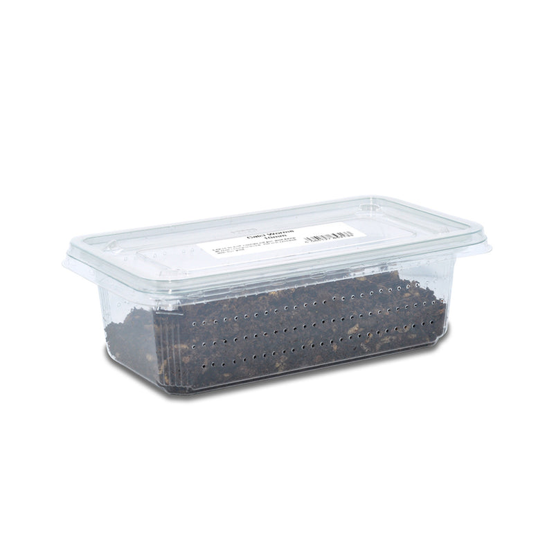 Calci Worms 10mm 25g Pot