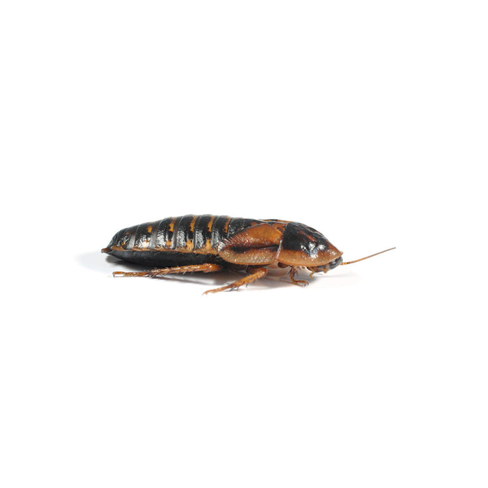 Dubia Roaches Large (25-30mm) 8 Pack