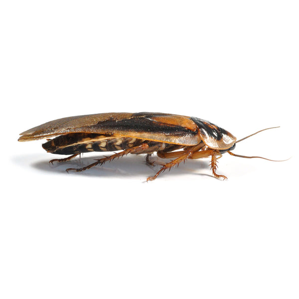 Dubia Roaches