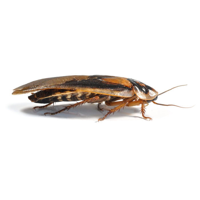 Dubia Roaches Adult (35-40mm) 6 Pack